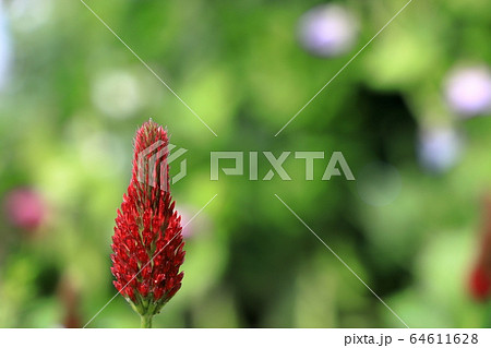 ベニバナツメクサ ベニバナツメクサ 64611628