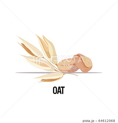 oat ear with dried whole grains organic healthy vegetarian food on white background 64612068