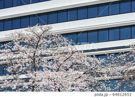 【春イメージ】東京のビジネス街に咲く桜 64612652