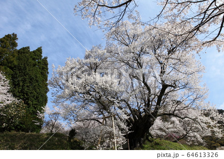 佛隆寺の千年桜 64613326