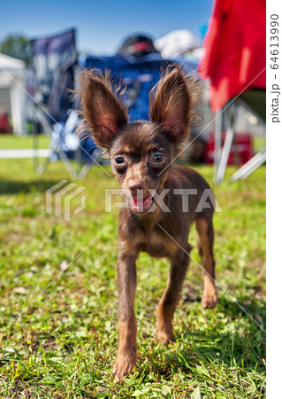 Small decorative dog walks on the grass. Close-up, 64613990