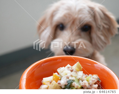 ドッグボウルに入ったペットフードをじっと座って見つめるかわいい小型犬【マルプー】 ドッグボウルに入ったペットフードをじっと座って見つめるかわいい小型犬【マルプー】 64614765