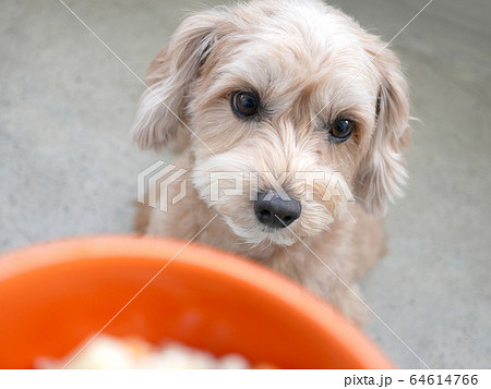 ドッグボウルに入ったペットフードをじっと座って見つめるかわいい小型犬【マルプー】 ドッグボウルに入ったペットフードをじっと座って見つめるかわいい小型犬【マルプー】 64614766