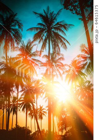 Silhouette coconut palm trees on beach at sunset. 64615375