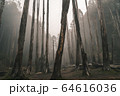 木 ツリー 樹 64616036