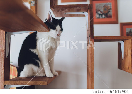 Very funny cat laughing of the close up. Very funny cat laughing of the close up. 64617906