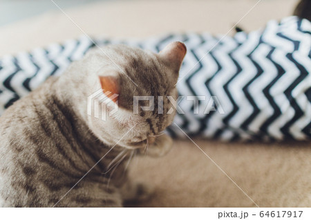Very funny cat laughing of the close up. Very funny cat laughing of the close up. 64617917