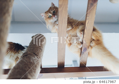 Very funny cat laughing of the close up. Very funny cat laughing of the close up. 64617967