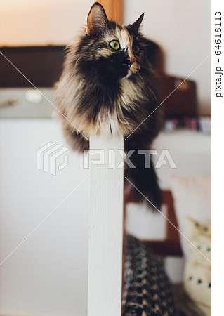 Very funny cat laughing of the close up. Very funny cat laughing of the close up. 64618113
