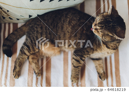 Very funny cat laughing of the close up. Very funny cat laughing of the close up. 64618219