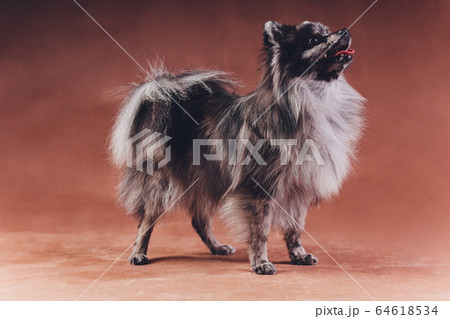 Portrait of a young wolf spitz shot in studio on a dark grey background. 64618534