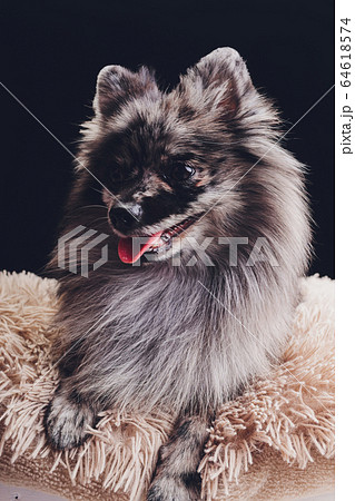 Studio shot of an adorable wolf spitz sitting on black background. 64618574