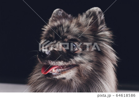 Studio shot of an adorable wolf spitz sitting on black background. 64618586