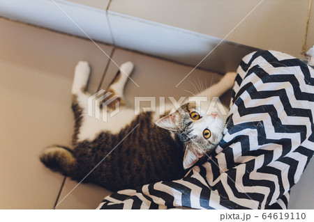 Very funny cat laughing of the close up. Very funny cat laughing of the close up. 64619110