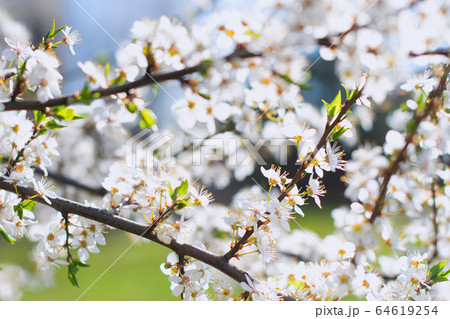 cherry blossoms cherry blossoms 64619254