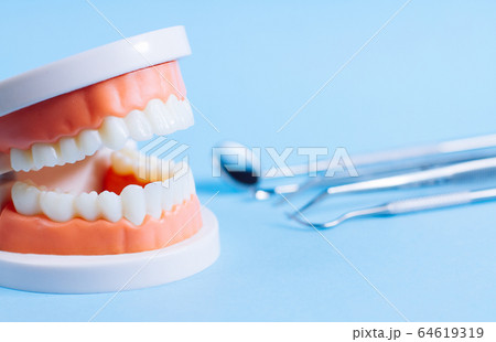 Close up macro shoot of teeth model with dental 64619319