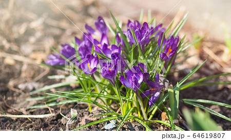 Purple primroses with green leaves on bare ground. Purple primroses with green leaves on bare ground. 64619807