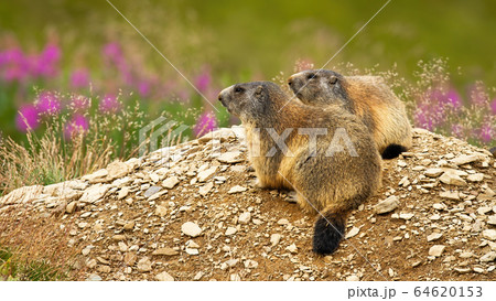 Two alpine marmots, marmota marmota, resting in nature Two alpine marmots, marmota marmota, resting in nature 64620153