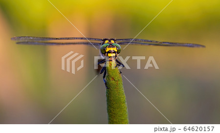 Front view of golden ringed dragonfly looking with big eyes in summer 64620157