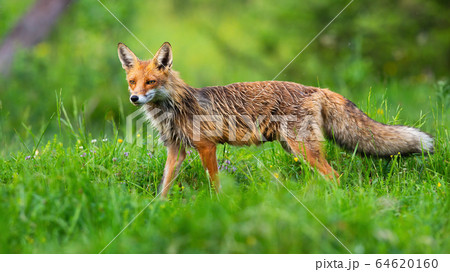 Majestic red fox with wet orange fur and fluffy tail gazing among the wildflowers. 64620160