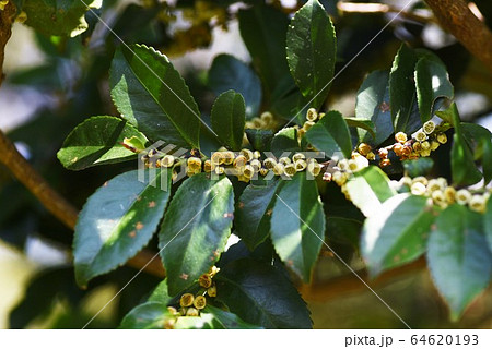 ヒサカキの花の写真素材