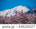 谷川岳のサクラ 64620427