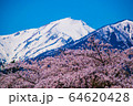 桜と谷川岳 64620428