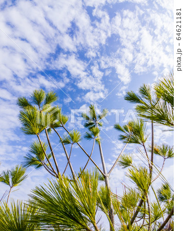 Long needle evergreen tree against sky and clouds. 64621181