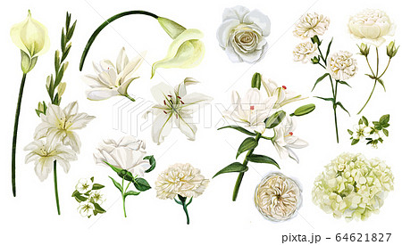 White flowers set, watercolor hand drawn vector 64621827