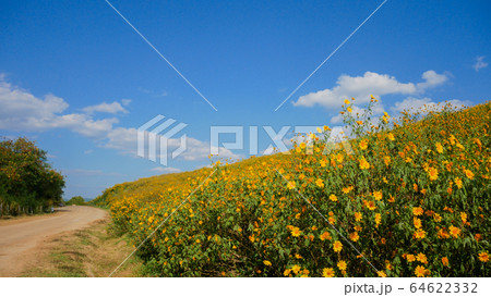 Tithonia diversifolia or Mexican sunflower blue 64622332