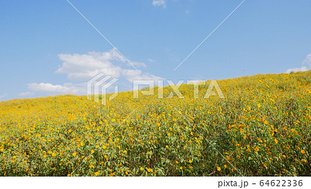 Tithonia diversifolia or Mexican sunflower blue 64622336