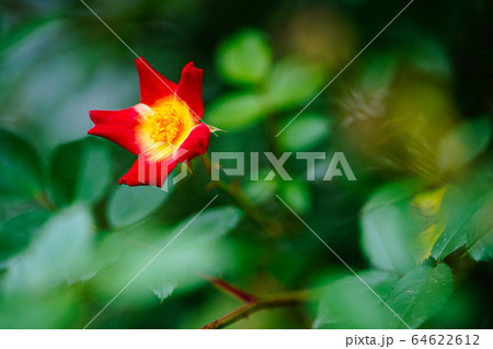 赤い花 64622612
