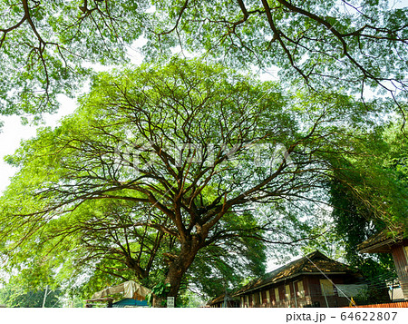 High view Scenery of giant rain tree. High view Scenery of giant rain tree. 64622807