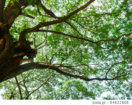 High view Scenery of giant rain tree. High view Scenery of giant rain tree. 64622808