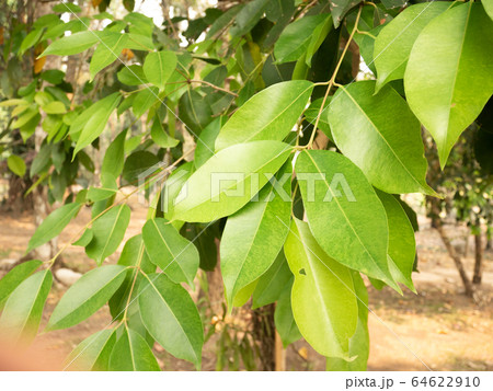 Left tree organic in garden.Close up leaf spring 64622910