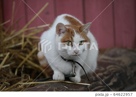 ねこ_北海道 64622957