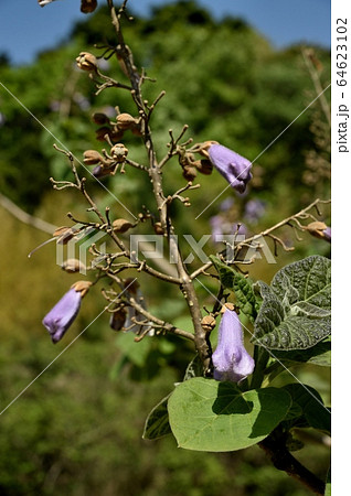 キリの花 64623102