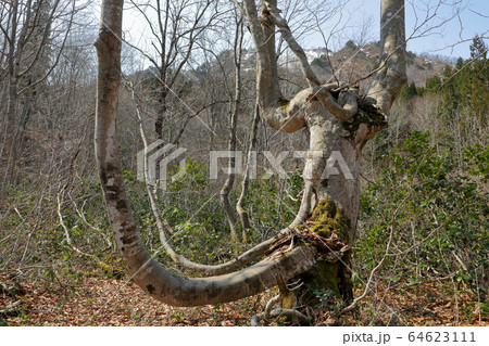 早春のブナあがりこの森 福島県只見町 早春のブナあがりこの森 福島県只見町 64623111
