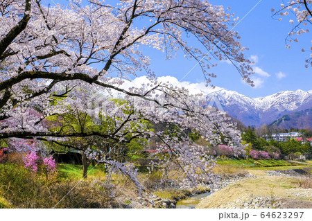 桜咲く諏訪峡１ 64623297