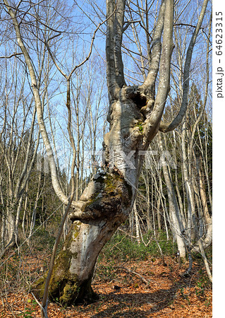 早春のブナあがりこ 福島県只見町 早春のブナあがりこ 福島県只見町 64623315