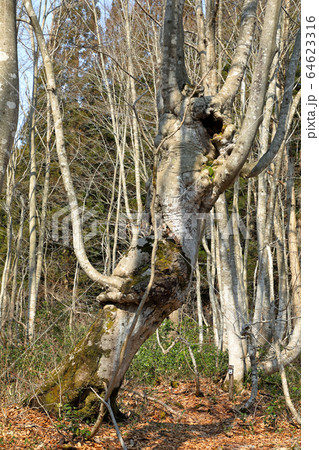 早春のブナあがりこ　福島県只見町 64623316