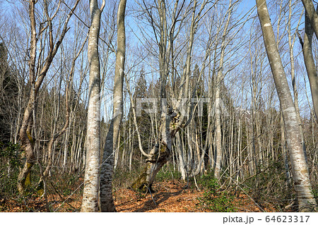 早春のブナあがりこの森　福島県只見町 64623317