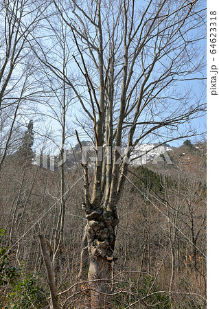 早春のブナあがりこ　福島県只見町 64623318