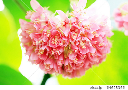 春爛漫百花繚乱071 春爛漫百花繚乱071 64623366