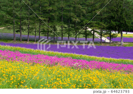森の中の花畑 森の中の花畑 64623793