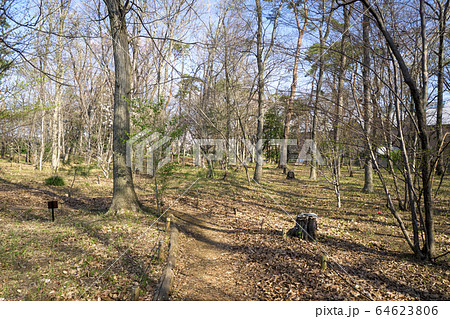 桜咲く東村山中央公園　東樹林 64623806