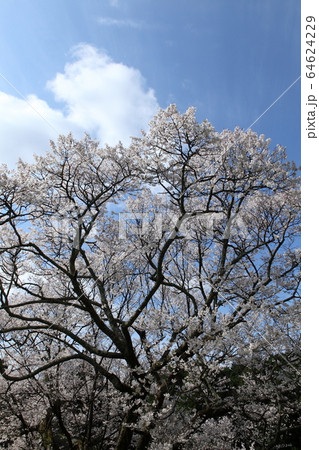佛隆寺の千年桜 64624229