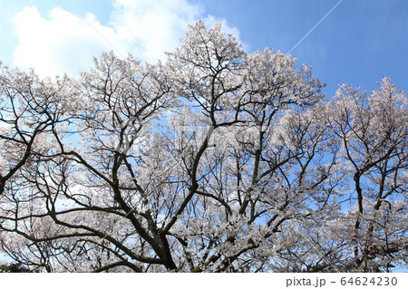 佛隆寺の千年桜 佛隆寺の千年桜 64624230