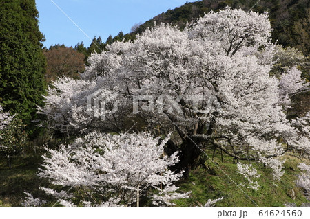 佛隆寺の千年桜 佛隆寺の千年桜 64624560