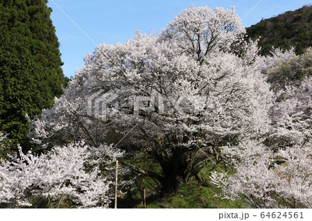 佛隆寺の千年桜 64624561